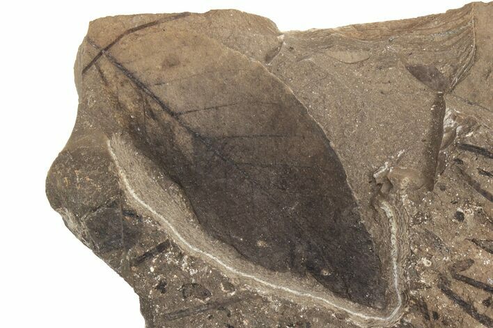Fossil Leaf (Fagopsis) - McAbee Fossil Beds, BC #221199